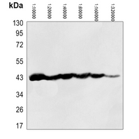 0 - Anti-Beta-actin Antibody-HRP labled AP61571