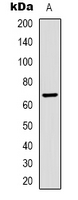 1 - Anti-Bovine Serum Albumin Antibody AP61573