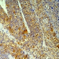 19 - Anti-Cyclophilin B Antibody AP61577