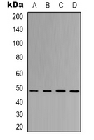 1 - Anti-eIF4AI Antibody AP61578