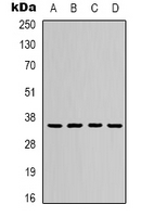 1 - Anti-ERCC1 Antibody AP61579
