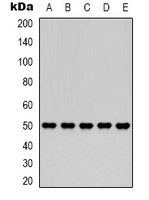 1 - Anti-Fumarase Antibody AP61580