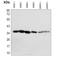 0 - Anti-GAPDH Antibody-HRP labled AP61581