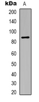 1 - Anti-HIF1 beta Antibody AP61583