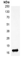 5 - Anti-Histone H3 (DiMethyl-K27) Antibody AP61584
