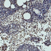19 - Anti-Histone H3 (DiMethyl-K36) Antibody AP61585