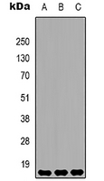 1 - Anti-Histone H3 (DiMethyl-K36) Antibody AP61585