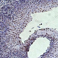 19 - Anti-Histone H3 (TriMethyl-K36) Antibody AP61588
