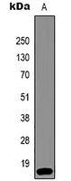 1 - Anti-Histone H3 (TriMethyl-K36) Antibody AP61588