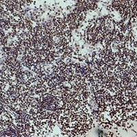19 - Anti-Histone H3 (TriMethyl-K4) Antibody AP61589