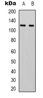 1 - Anti-IDE Antibody AP61591