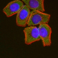 3 - Anti-MICU1 Antibody AP61592