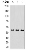 1 - Anti-MICU1 Antibody AP61592