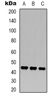 1 - Anti-MKK2 Antibody AP61593