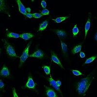 3 - Anti-Peroxiredoxin 1 Antibody AP61594