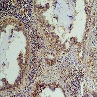19 - Anti-Phosphoserine Antibody AP61595