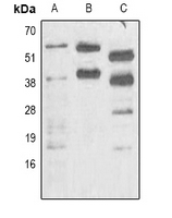 1 - Anti-Phosphoserine Antibody AP61595