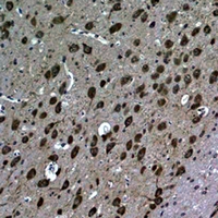 19 - Anti-LC3B Antibody AP61601