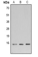 1 - Anti-LC3B Antibody AP61601