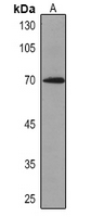1 - Anti-Caldesmon Antibody AP61604