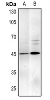 1 - Anti-MYOD1 Antibody AP61612