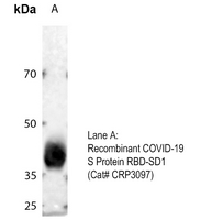 1 - Anti-COVID-19 Spike glycoprotein Antibody AP61626
