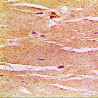 19 - Anti-Frataxin Antibody AP61627