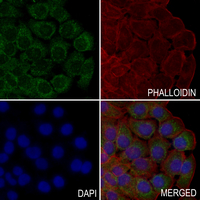 3 - Anti-Centrin-2 Antibody AP61628