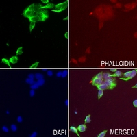 3 - Anti-Bestrophin Antibody AP61629