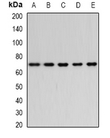 1 - Anti-Bestrophin Antibody AP61629