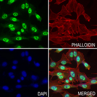 3 - Anti-p62 Antibody AP61633