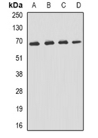 1 - Anti-p62 Antibody AP61633