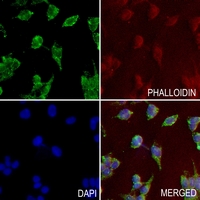3 - Anti-CD36 Antibody AP61634