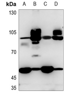 1 - Anti-CD36 Antibody AP61634