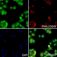 3 - Anti-SIRT1 Antibody AP61635
