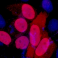 3 - Anti-FLAG-tag Antibody AP74805