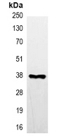 5 - Anti-FLAG-tag Antibody AP74805