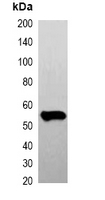 1 - Anti-FLAG-tag Antibody AP74805