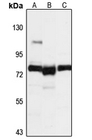 1 - Anti-PARP12 Antibody AP93294