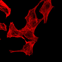 3 - Recombinant Anti-Smooth Muscle Actin Rabbit mAb AP94853