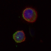 3 - Recombinant Anti-CD86 Rabbit mAb  AP94854