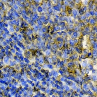 19 - Recombinant Anti-CD86 Rabbit mAb  AP94854