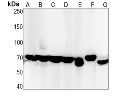 1 - Recombinant Anti-CD86 Rabbit mAb  AP94854