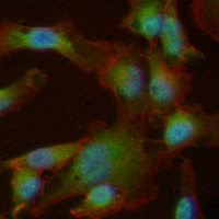 3 - Recombinant Anti-LOXL2 Rabbit mAb AP94855