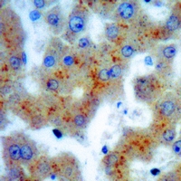 19 - Recombinant Anti-CD36L2 Rabbit mAb AP94856