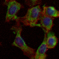 3 - Recombinant Anti-Alpha-1A Adrenergic Receptor Rabbit mAb AP94858