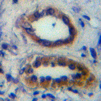 19 - Recombinant Anti-Osteopontin Rabbit mAb AP94859