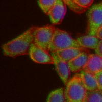 3 - Recombinant Anti-MUC2 Rabbit mAb AP94860