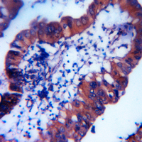 19 - Recombinant Anti-MUC2 Rabbit mAb AP94860