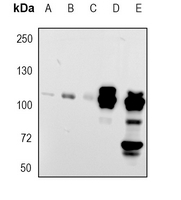 1 - Recombinant Anti-MUC2 Rabbit mAb AP94860